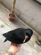 乌鸦飞进家里什么征兆，为什么不能养乌鸦？