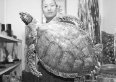 为什么家里千万不要挂玳瑁，玳瑁的风水禁忌盘点