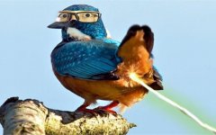 被鸟屎砸中衣服上暗示预兆什么，人被鸟屎砸中的概率有多大？