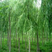 柳条打鬼好还是桃树好，为什么柳条打鬼矮三分？