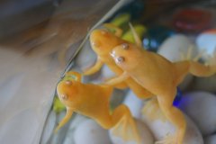 金蛙养单还是双更招财，家里养金蛙有哪些禁忌