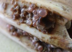 舍利子为什么要用藏红花包围起来，家藏舍利子禁忌有哪些