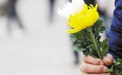 上坟祭奠老人菊花一般几朵，菊花长在坟上好不好？