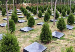 坟上种柏树有什么说法，坟上种柏树应该在什么位置上种？