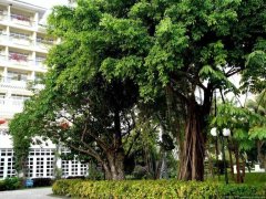 工厂大门口栽什么植物好，工厂大门口为什么不能朝西？