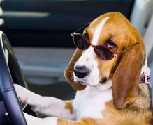 动物成精是指的有人的思维了吗，成精变成人是真的假的？