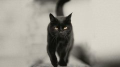 传说黑猫不能靠近死人是怎么回事，黑猫很邪性真的吗？