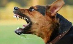 招狗喜欢的人民间说法，狗缘好的人阴德好真的吗？