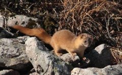 黄鼠狼拦路是什么征兆，它们怕什么怎么驱赶？