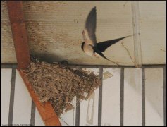 燕子搬家会倒霉真的吗，什么情况下燕子会弃窝？