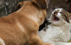 为啥女不碰狗男不养猫？男人养猫有什么说法吗