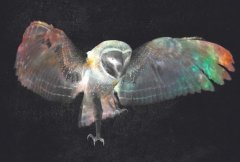 传说八种灵性动物不可杀，六种动物上家门是吉兆