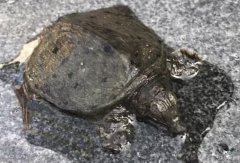 民间传说为什么过路鳖捡不得，1965年巨鳖事件是真的吗