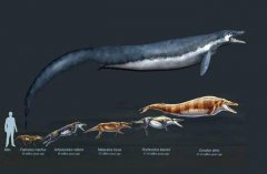 龙王鲸是龙的原型吗？龙王鲸有没有灭绝