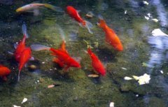 红鲤鱼能吃吗？为什么很少有人吃有什么忌讳吗