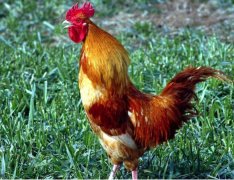 传说公鸡为什么不能养太久？公鸡半夜打鸣是怎么回事