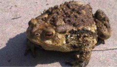 为什么蟾蜍是五毒之首，蟾蜍是招财的象征的由来