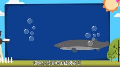 睡鲨为什么活500年不死？长寿是因为爱睡觉吗